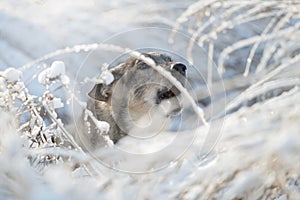 The dog is sitting in the snow