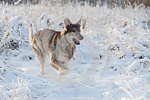 The dog is sitting in the snow