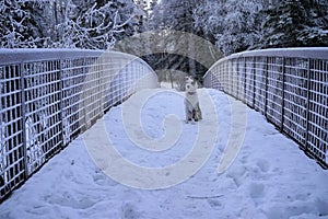 Dog sitting on a snow covered bridge