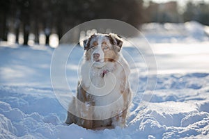 Dog sitting in a snowdrift in the Park for a walk