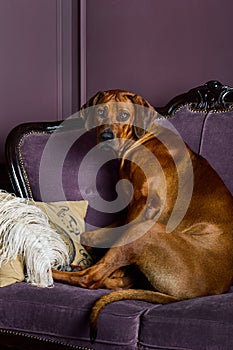 Dog sitting on a sofa watching its master