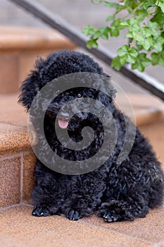 Dog Sitting On Stairs,