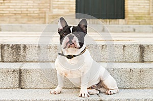 El perro sobre el escalera 