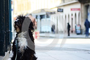 Dog sitting on a street