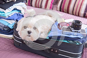 Dog sitting in the suitcase