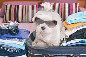 Dog sitting in the suitcase