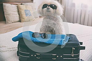 Dog sitting in the suitcase