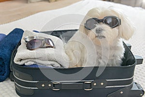 Dog sitting in the suitcase