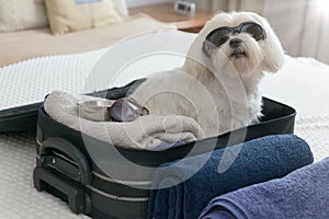 Dog sitting in the suitcase