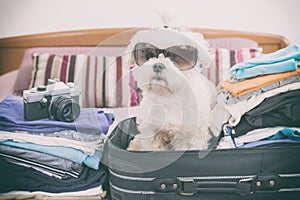 Dog sitting in the suitcase