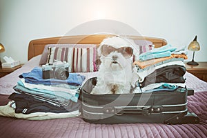 Dog sitting in the suitcase