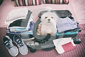 Dog sitting in the suitcase