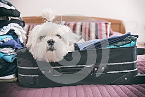 Dog sitting in the suitcase