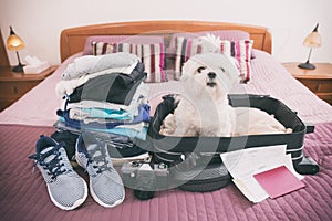 Dog sitting in the suitcase