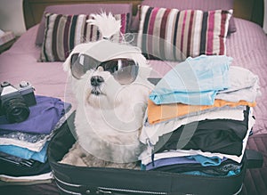 Dog sitting in the suitcase