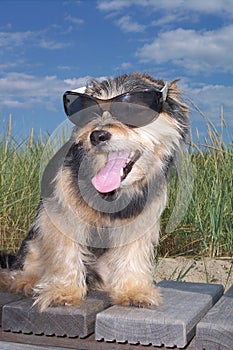 Dog sitting with Sunglasses