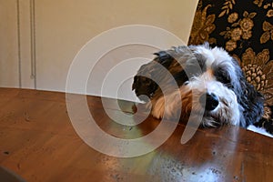 Dog sitting on table