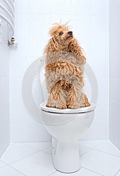 Dog sitting on toilet .