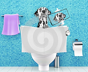 Dog sitting on a toilet seat with digestion problems or constipation reading magazine or newspaper and making selfie