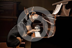 dog, sitting on top of grand piano, playing rock ballad with its paw