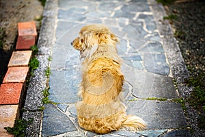 The dog is sitting and waiting for his master. but he look away. Dog of the back figure. and on a pavement with stone
