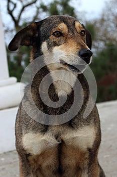 Dog sitting in waiting pose in park. Adorable animal. Dog symbol of year. Dog portrait.