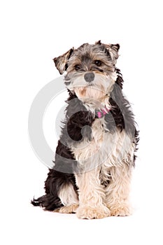 Dog sitting on a white surface