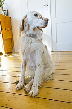 Dog sitting at the wooden floor in the dining room