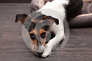 Dog sitting on wooden floor. Puppy jack russell terrier looking up.