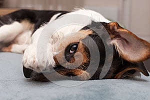 Dog sitting on wooden floor. Puppy jack russell terrier looking up.