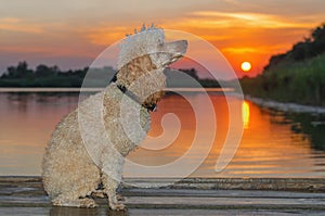 Dog sitting on a wooden pier on the lake