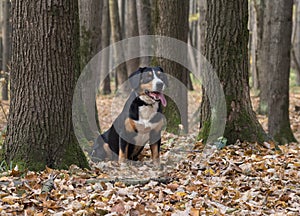 Dog sitting on yellow leaves in the Autumn Forest