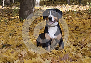 Dog sitting on yellow leaves in the Autumn Forest