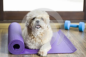 Dog sitting on a yoga mat, concentrating for excercise and liste