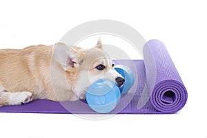 Dog sitting on a yoga mat, concentrating for exercise