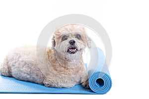 Dog sitting on a yoga mat, concentrating for exercise