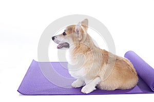 Dog sitting on a yoga mat, concentrating for exercise, isolated on white background