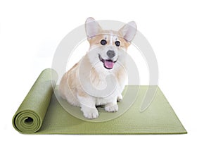 Dog sitting on a yoga mat, concentrating for exercise