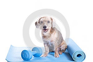 Dog sitting on a yoga mat with dumbbell, concentrating for exercise
