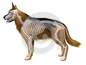 The dog skeleton