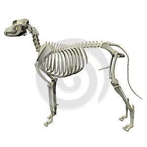 Dog Skeleton Anatomy - Anatomy of a Male Dog Skeleton