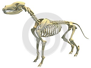 Dog Skeleton anatomy 3D rendering