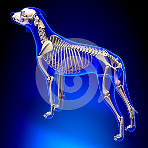 Dog Skeleton - Canis Lupus Familiaris Anatomy - perspective view photo