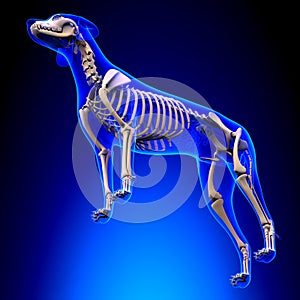 Dog Skeleton - Canis Lupus Familiaris Anatomy - perspective view photo