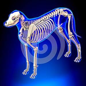 Dog Skeleton - Canis Lupus Familiaris Anatomy - perspective view