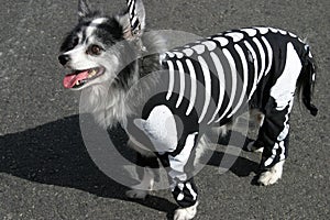 El perro en esqueleto traje 