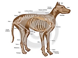 Dog skeleton with major bone elements. Canine skeleton veterinary.