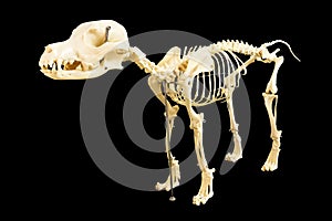 Dog skeleton model