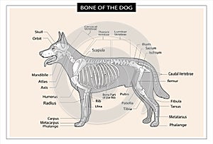 Dog skeleton veterinary vector illustration, dog osteology, bones