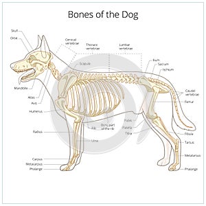 Dog skeleton veterinary vector illustration photo